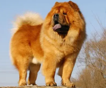 怎么看松狮犬认你做主人?来get下吧 怎么看松狮犬认你做主人?来get下吧