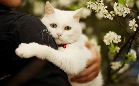 为什么抱着猫咪会大喘气呢