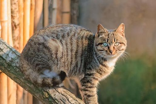 土猫和宠物猫的区别在哪?想养的来看看吧 土猫和宠物猫的区别在哪?想养的来看看吧