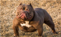 美国恶霸犬怕冷吗？保暖很重要