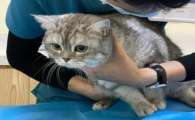 猫咪绝育都是超声刀吗