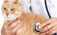 猫咪血容低是为什么引起的