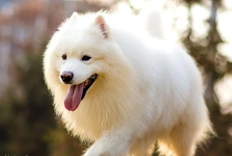 养宠小知识:如何训练萨摩耶犬? 养宠小知识:如何训练萨摩耶犬?