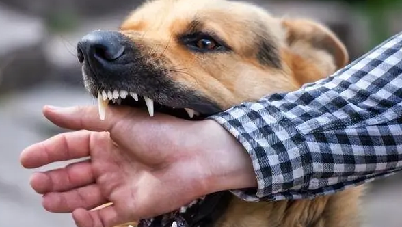 被宠物犬咬伤患狂犬病几率大吗知乎 被宠物犬咬伤患狂犬病几率大吗知乎