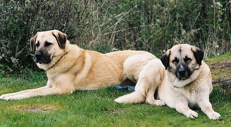 安纳托利亚牧羊犬便秘怎么办？主人该如何调理？