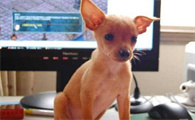 为什么养小鹿犬的少？原来是因为这个~