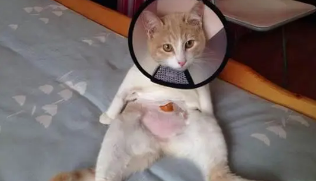 宠物医院绝育价格