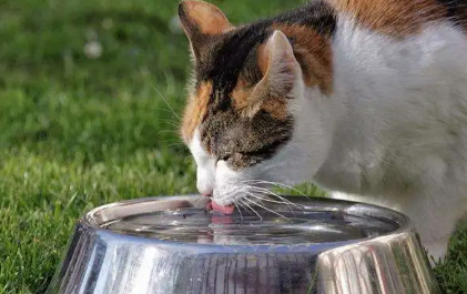 为什么有的猫咪不爱喝水怎么回事 为什么有的猫咪不爱喝水怎么回事