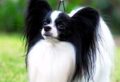 蝴蝶犬怀孕吃什么东西？来了解下吧
