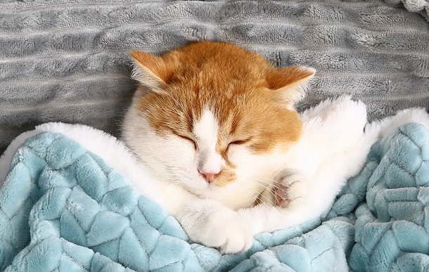 猫咪睡觉为什么不要垫子呢