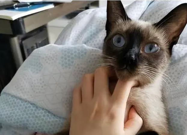 女生为何喜欢养猫 女生为何喜欢养猫