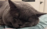 小猫会做噩梦吗