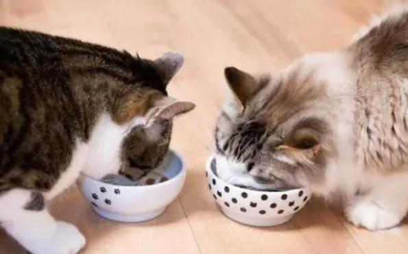猫从小养好还是大了养好