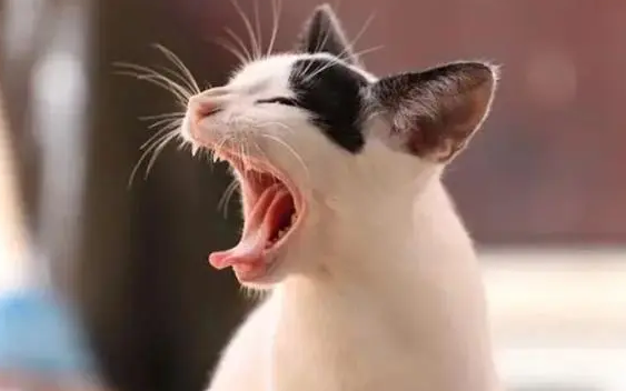 猫咪老是一抽一抽的咳嗽