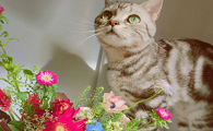 养猫可以养什么花
