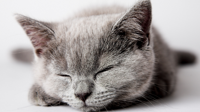 猫咪为什么很顽皮的叫 猫咪为什么很顽皮的叫