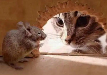 猫吃老鼠会不会有事 猫吃老鼠会不会有事