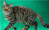 新手养猫推荐