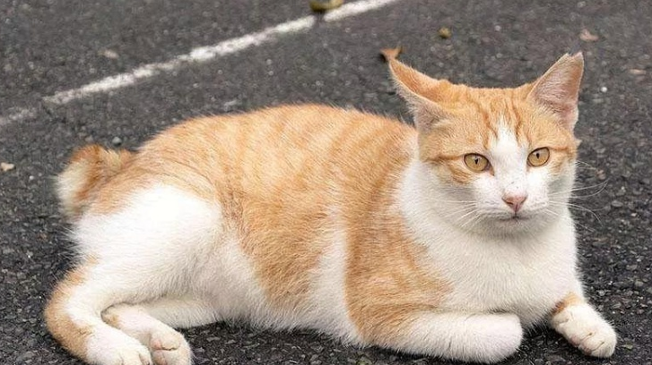 找猫最有效的方法