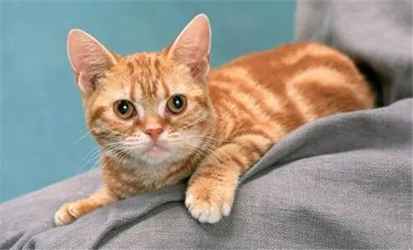 流浪猫可以吃生菜吗