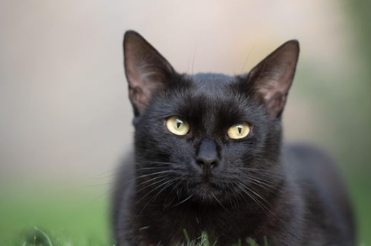 黑猫进宅必有一祸是真的吗