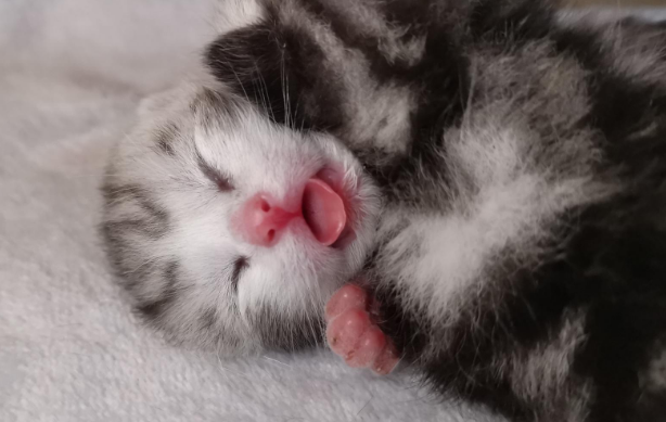小奶猫从高处摔下来怎么办？来这里看看吧