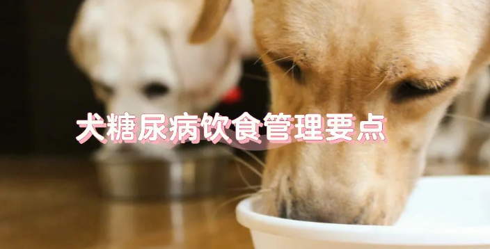 狗狗得了高血糖怎么办