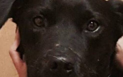 狗狗被主人恶意抛弃,躲在角落瑟瑟发抖 狗狗被主人恶意抛弃,躲在角落瑟瑟发抖