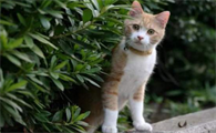 黄眼白猫是土猫吗