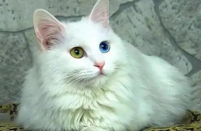 波斯猫中暑怎么办？铲屎官一定要来看看
