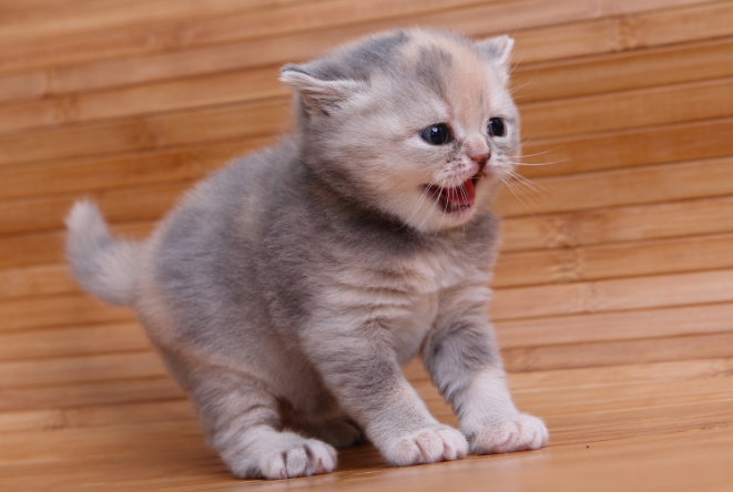 全网最暴躁的小猫咪
