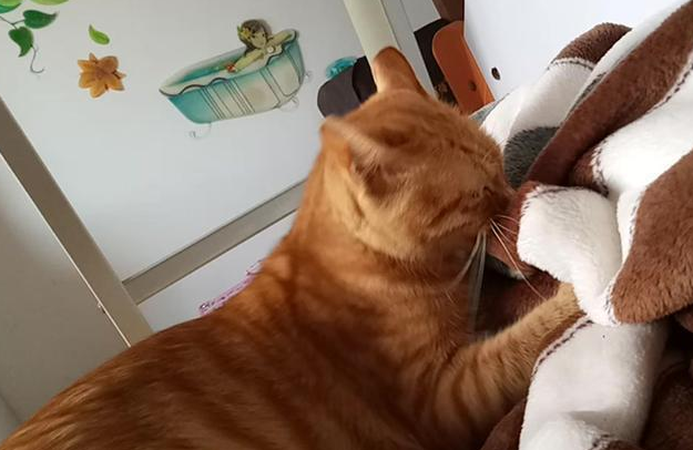 猫咪踩被子为什么咬人呢 猫咪踩被子为什么咬人呢