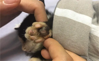 猫咪脚发热是怎么回事