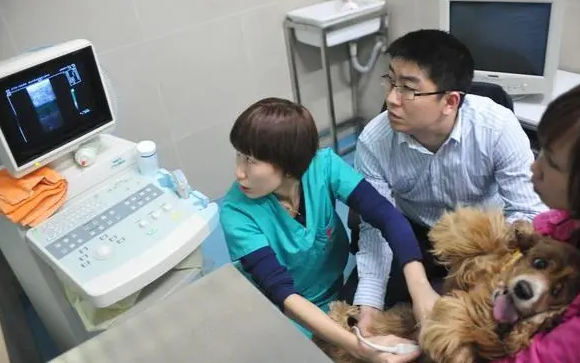 宠物医院b超价格