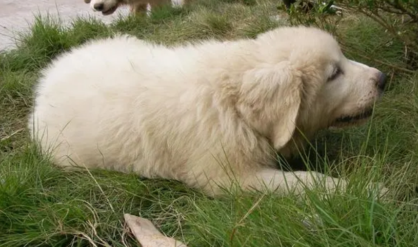 大白熊犬看家能力怎么样？是中等的