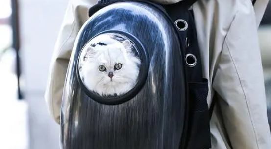 哪种猫包最实用 哪种猫包最实用