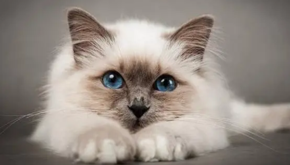 深圳有名的猫舍