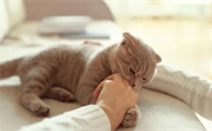 一岁多猫换主人多久认主