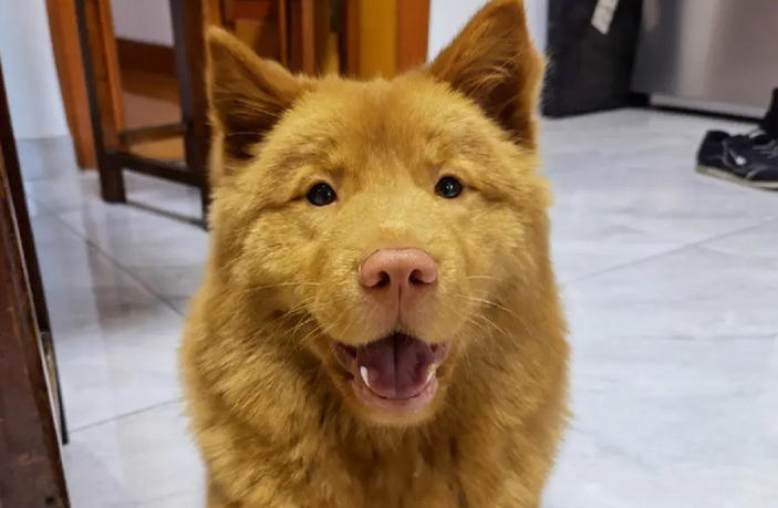 饲养前的小知识，土松犬的特征-宠物网