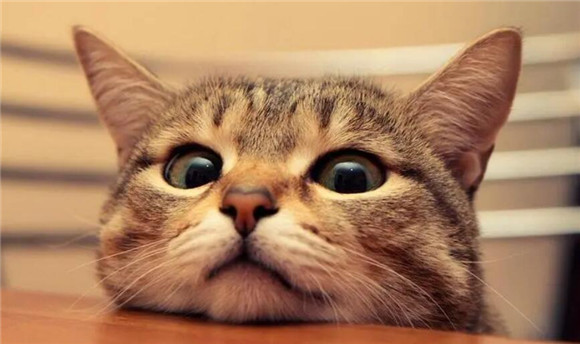 猫咪为什么爱急眼看我呢