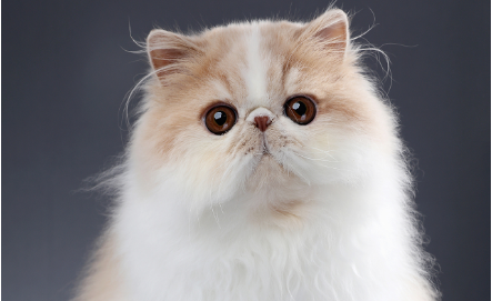 波斯猫和金吉拉的区别？具体怎么区分它们？