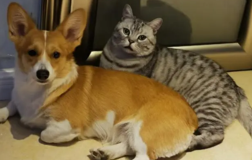 猫狗会游泳吗 猫狗会游泳吗