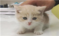话说,小奶猫拉黄水还能活吗?