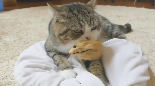 猫把玩具叼到卧室门口 猫把玩具叼到卧室门口