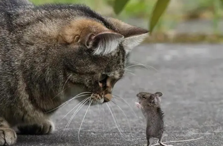 猫咪为什么要把老鼠吃掉