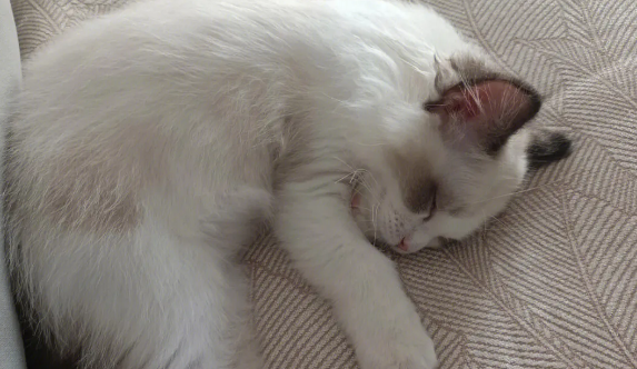猫为什么背着我睡觉