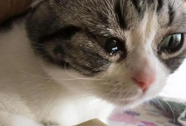 猫咪每天都想哭是为什么呢