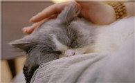 猫咪在家陪伴好吗