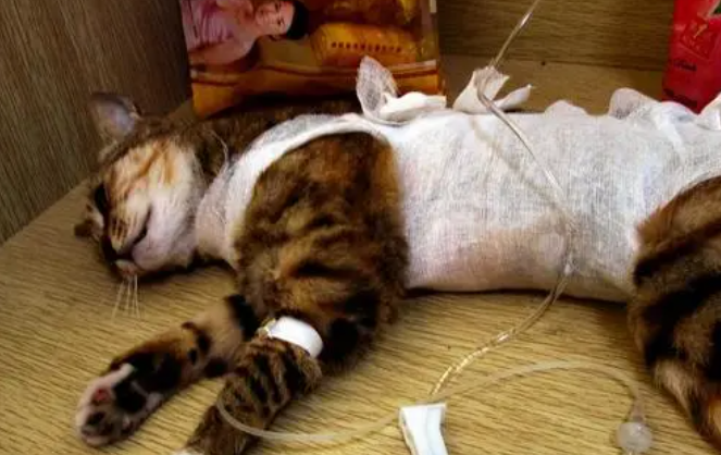 猫咪输液为什么呼噜呼噜的呢