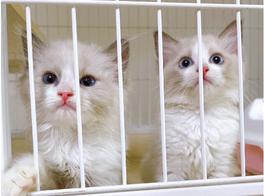 哪里有收猫的和卖猫的